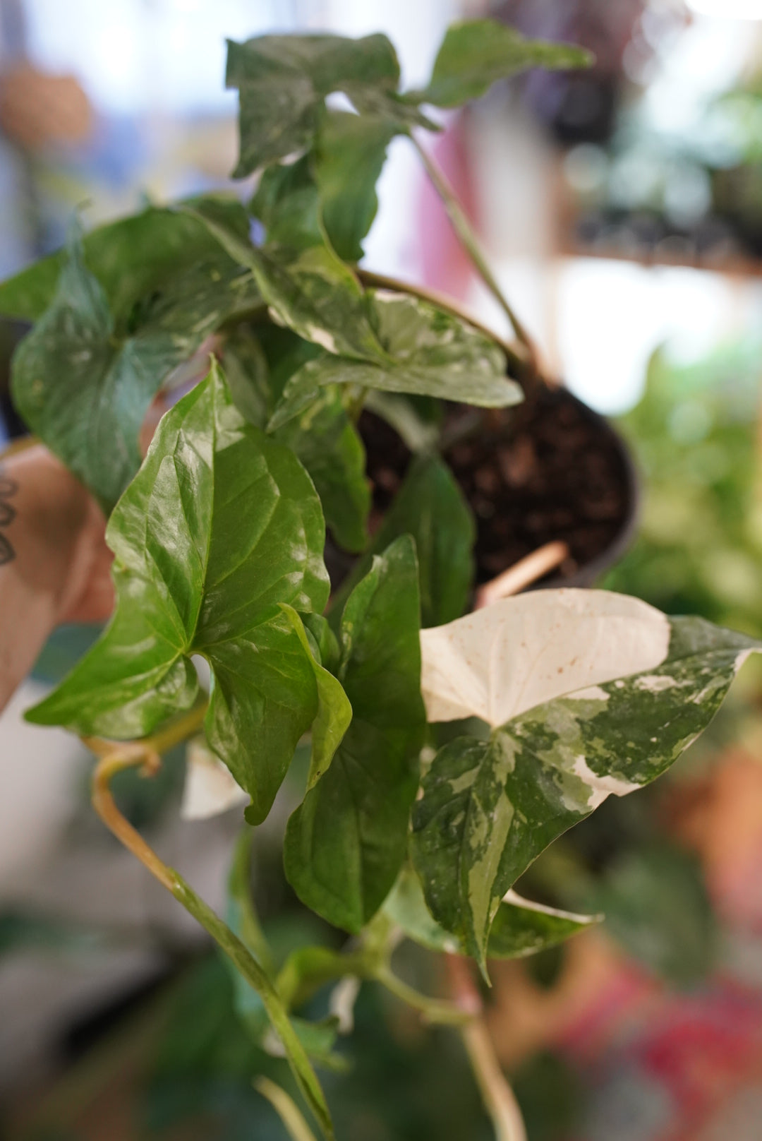 Syngonium 'Albo'