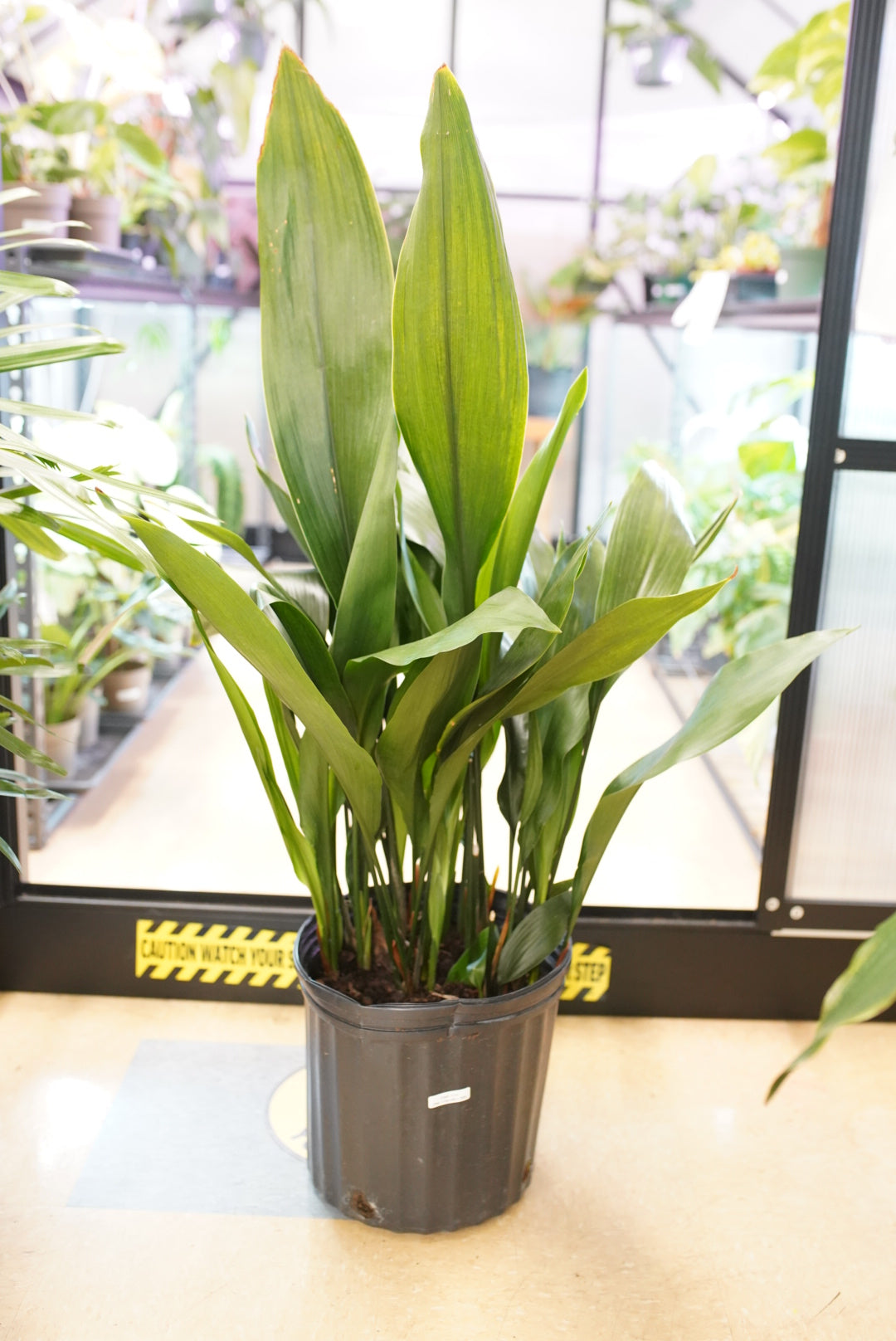 aspidistra indoor plant Aspidistra Green (Cast Iron Plant)