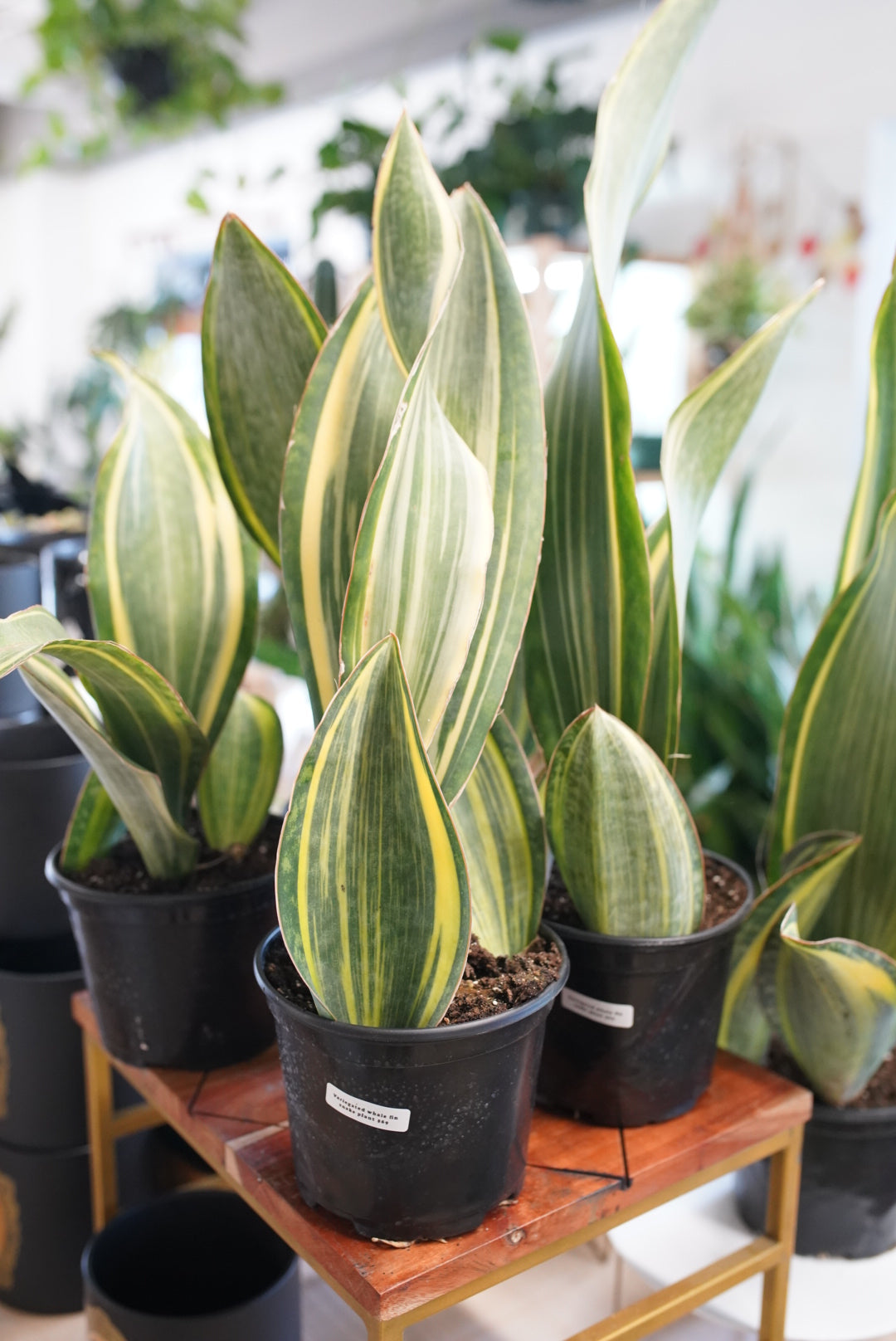 Sansevieria masoniana 'variegata' - Variegated Whale Fin