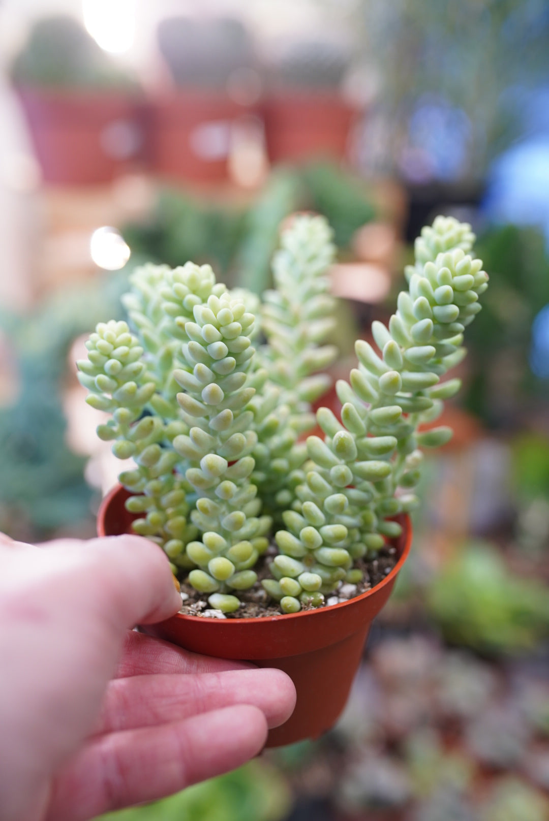 Sedum burrito - Donkey/Burro's Tail