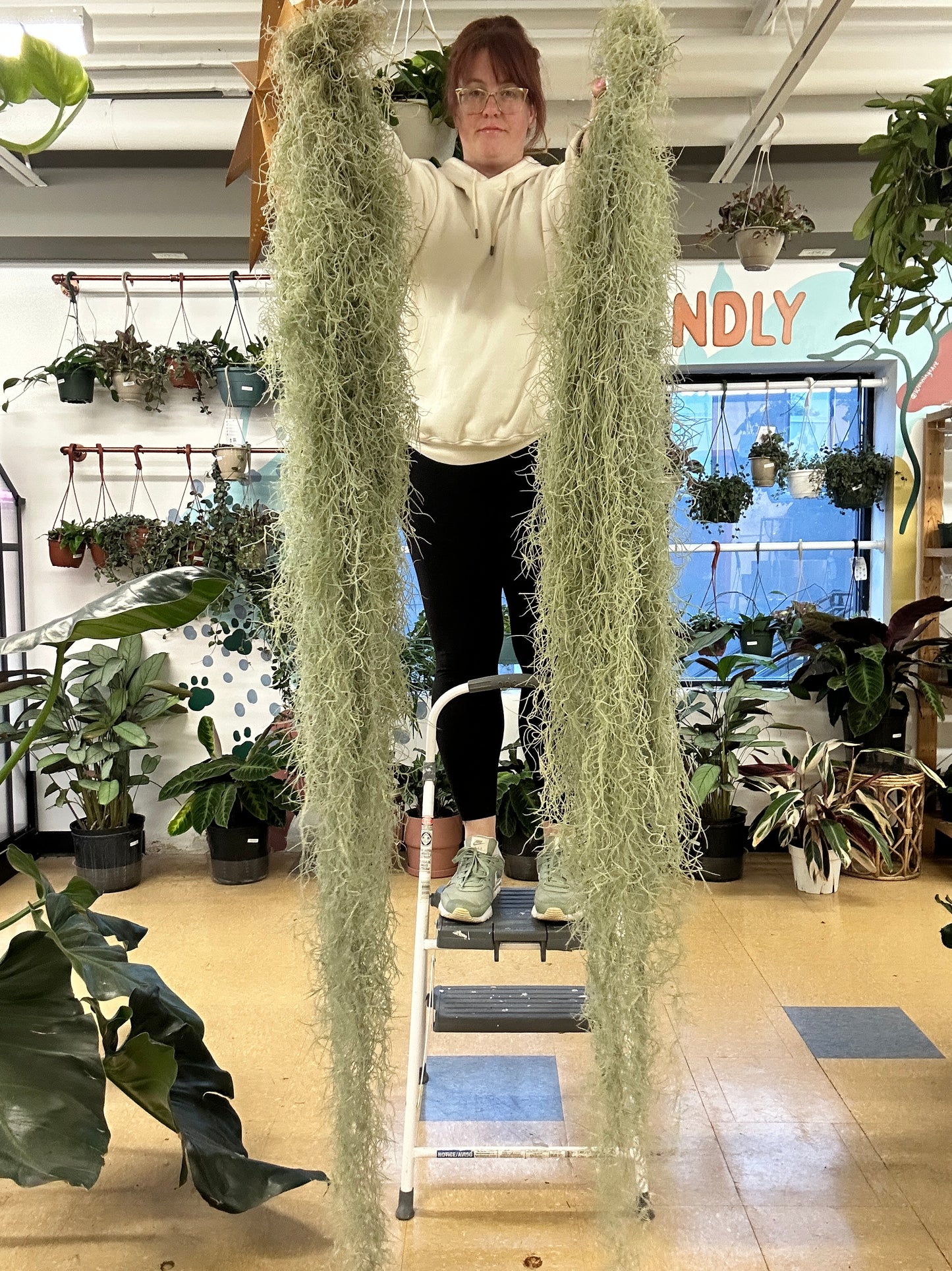 Tillandsia - Air Plants