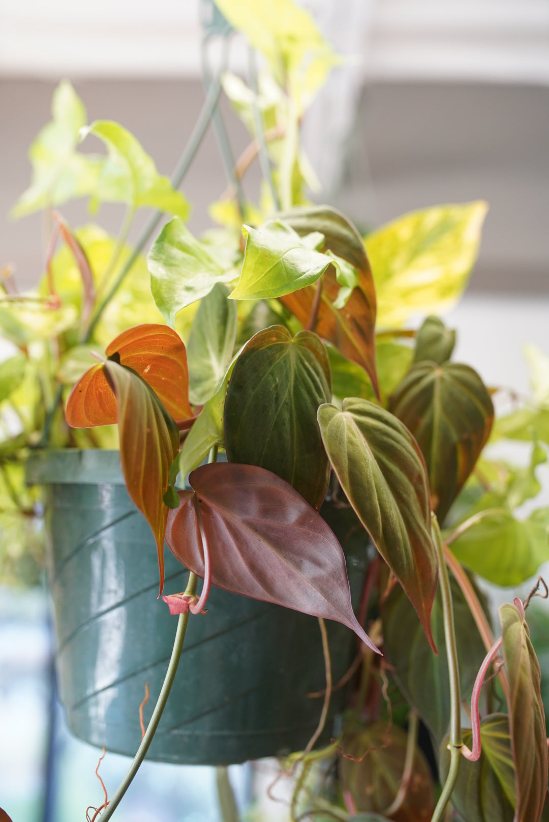 Mixed Hanging Basket