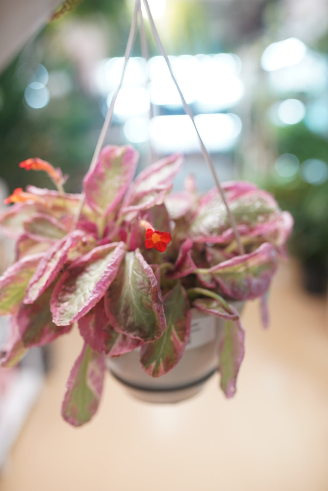 Episcia 'Pink Brocade'