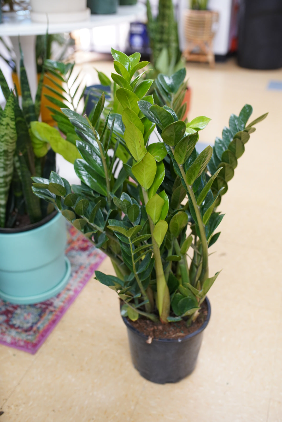 Zamioculcas Zamiifolia ´zz´