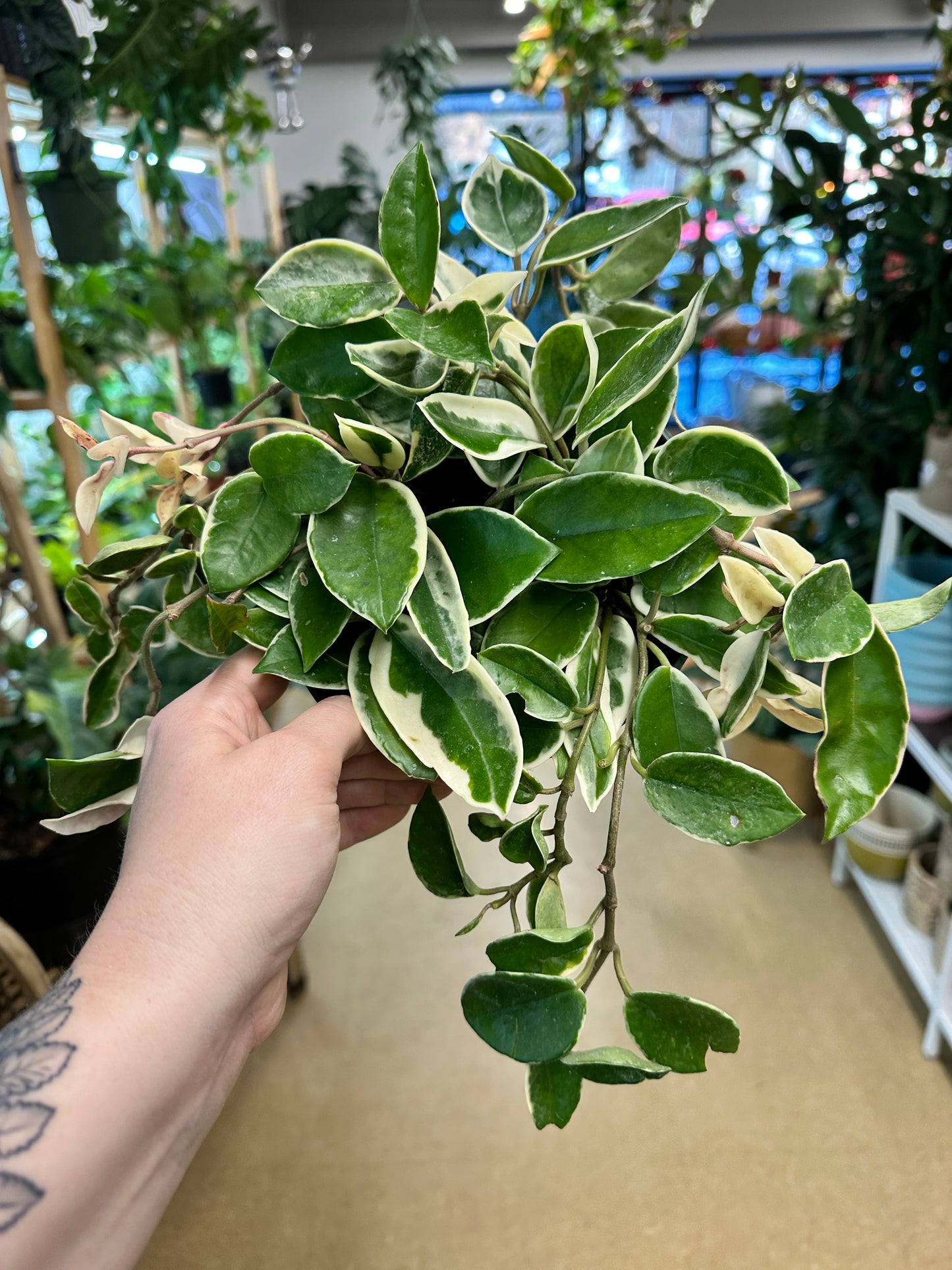 Hoya Carnosa 'Krimson Queen'