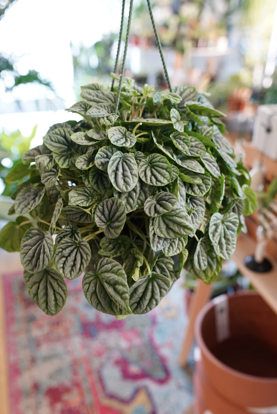 Peperomia caperata 'Green Ripple'