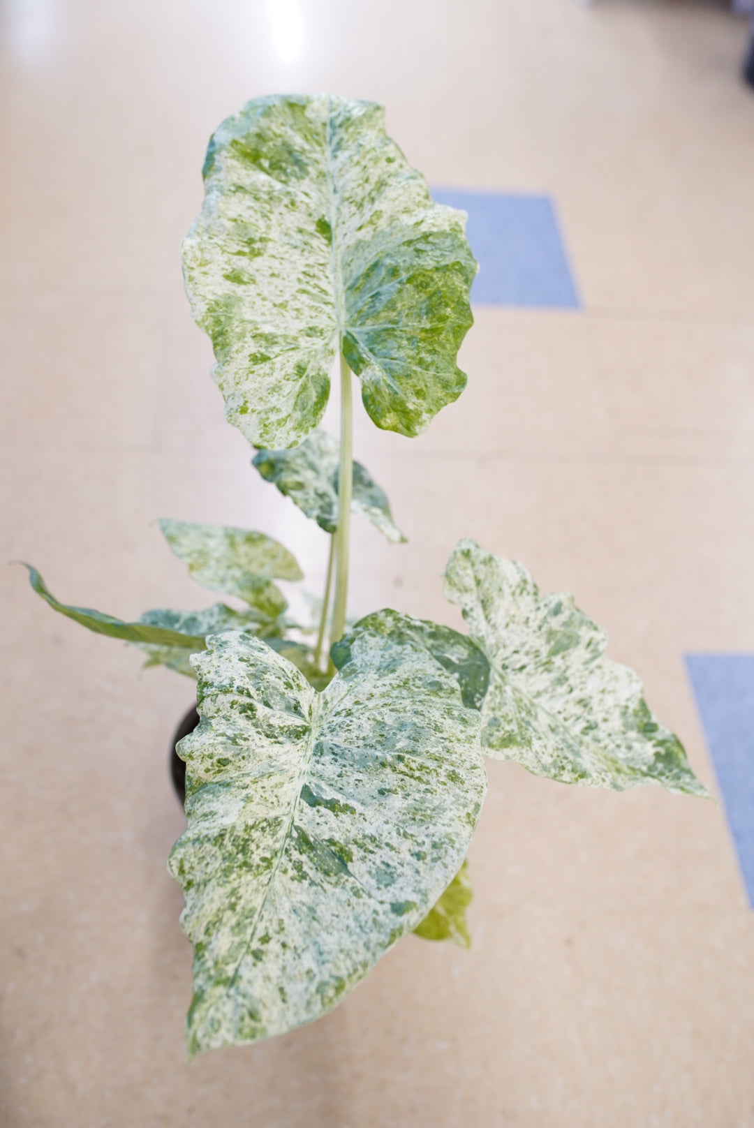 Alocasia Macrorrhizos Camouflage Variegata