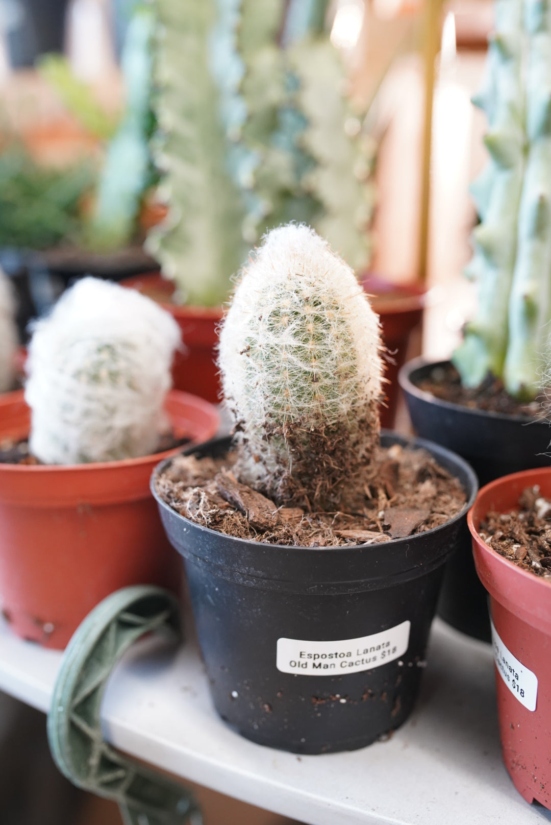 Espostoa Lanata or AKA Old Man Cactus