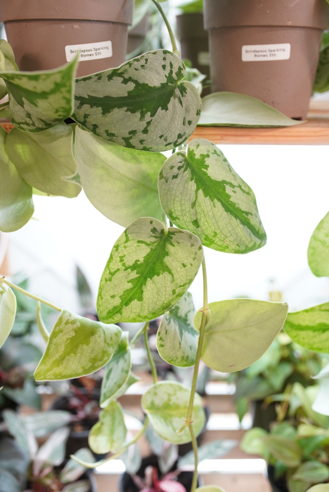 Scindapsus pictus 'sparkling borneo'