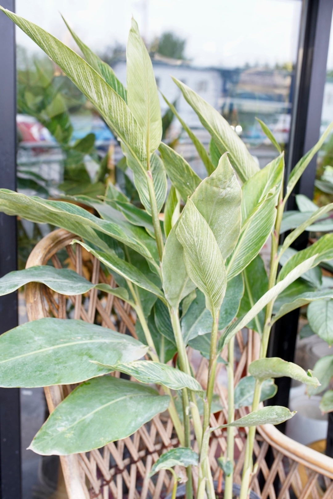 Variegated Ginger