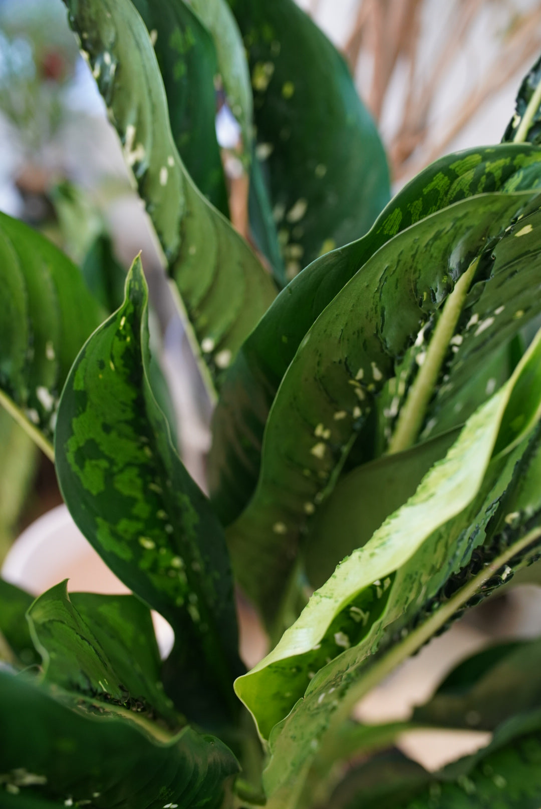 Dieffenbachia Crocodile