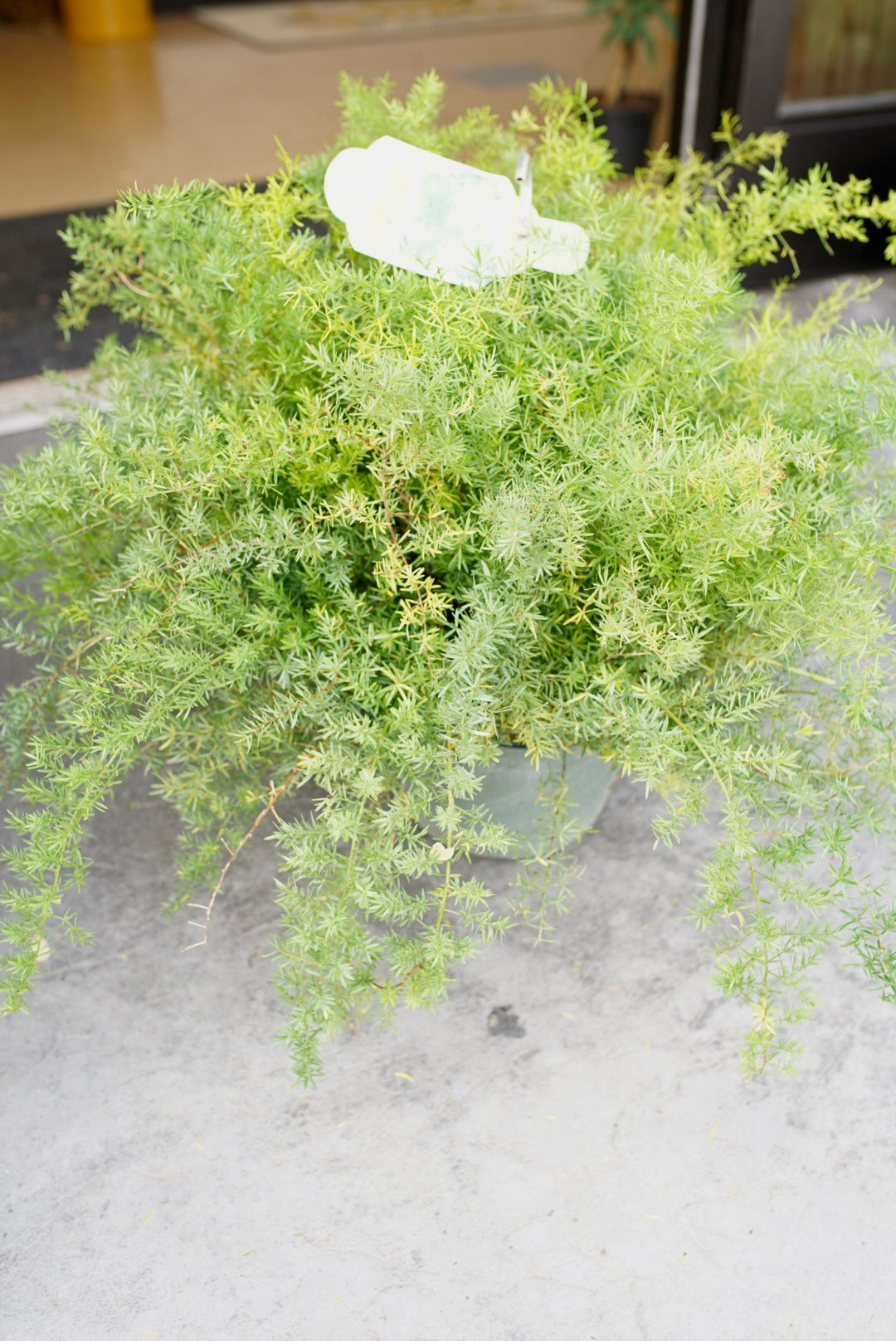 Sprengeri Fern aka Asparagus Fern