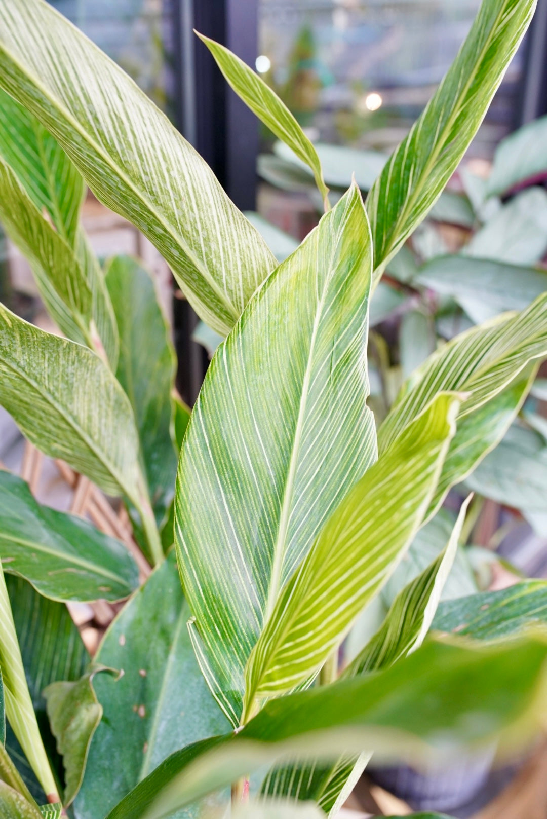 Variegated Ginger