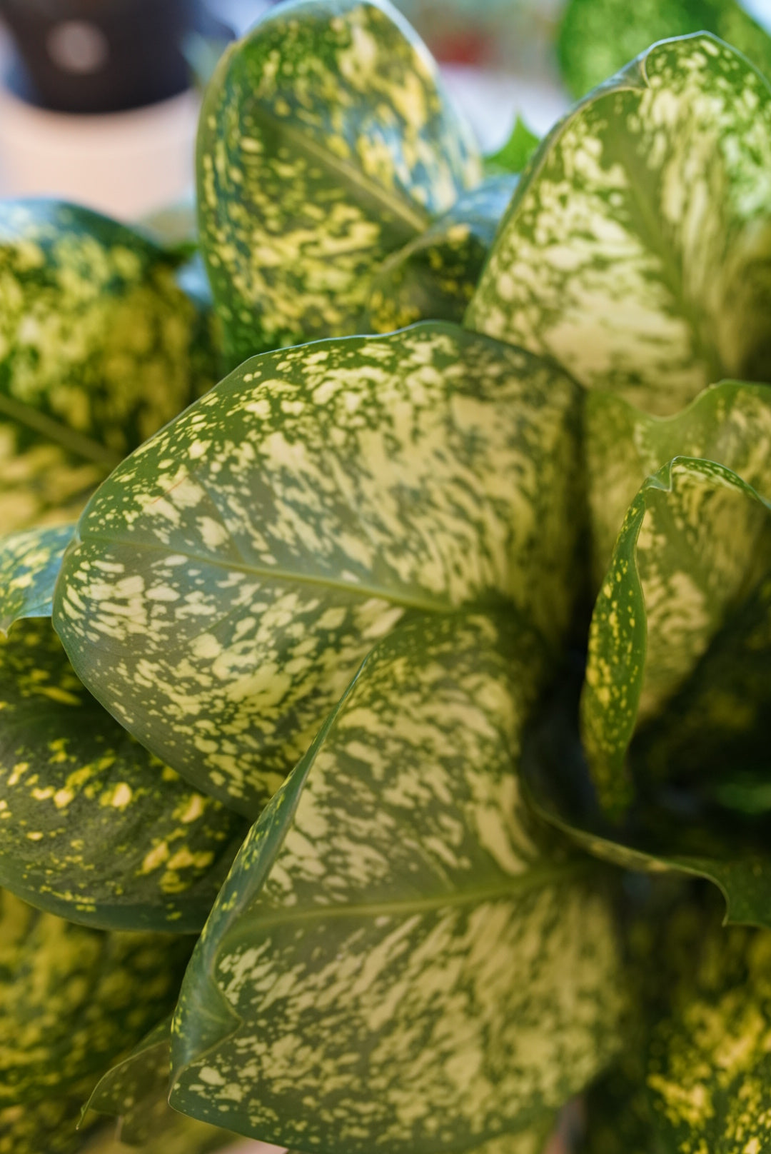 Aglaonema Lumina