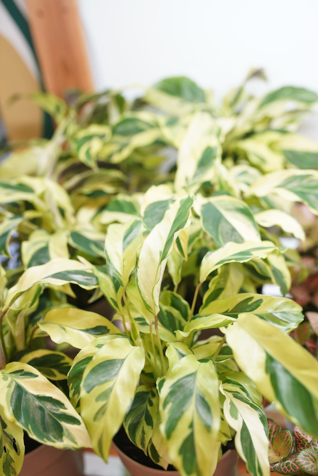 Calathea Louisae 'Thai beauty'