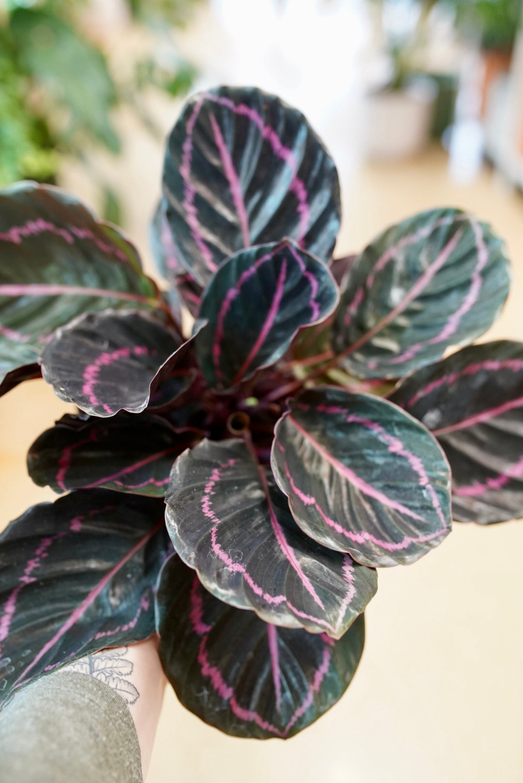 Calathea Dottie