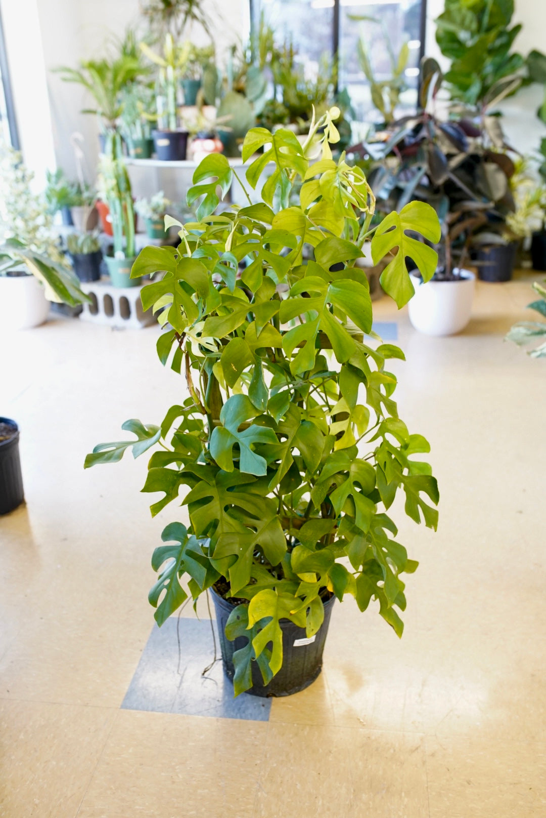Rhaphidophora Tetrasperma or AKA Mini Monstera