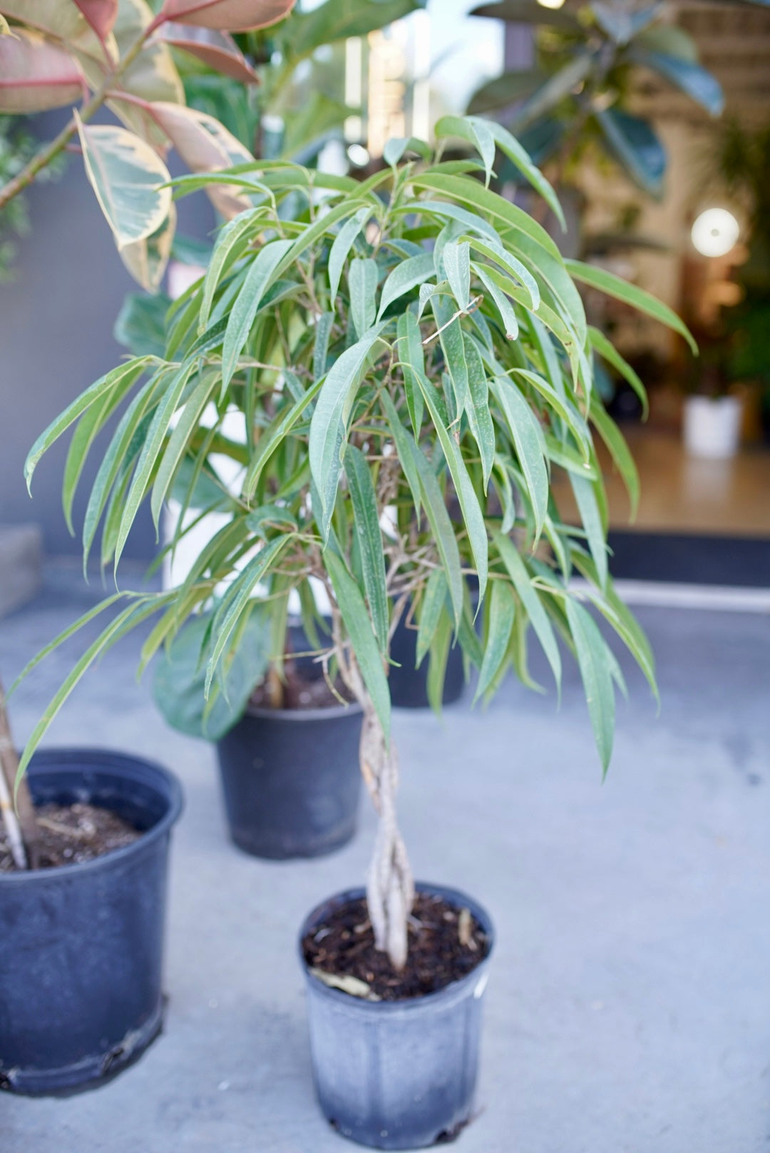Ficus binnendijkii ‘Alii’, Long Leaved Fig