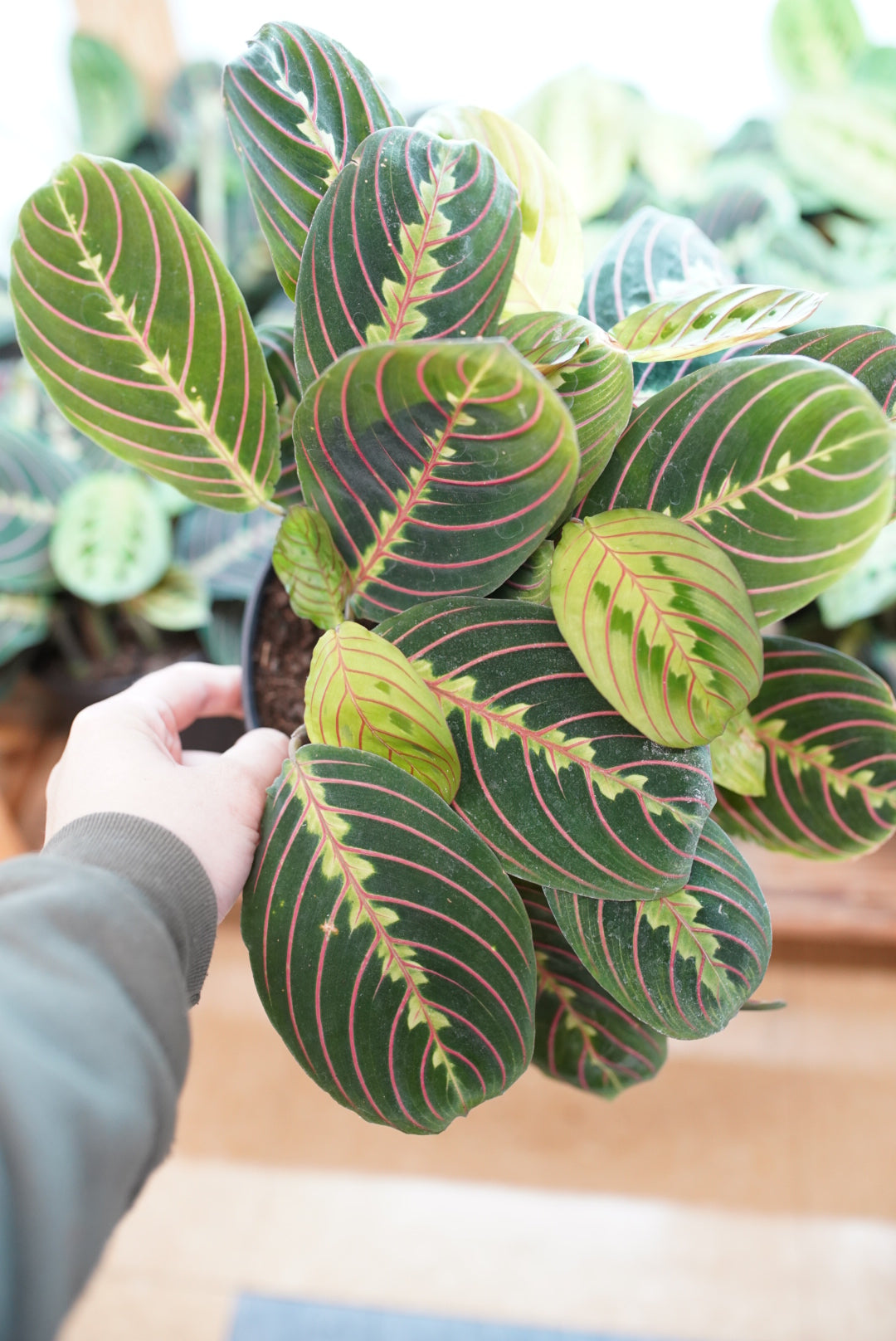 Red Maranta "Prayer Plant"