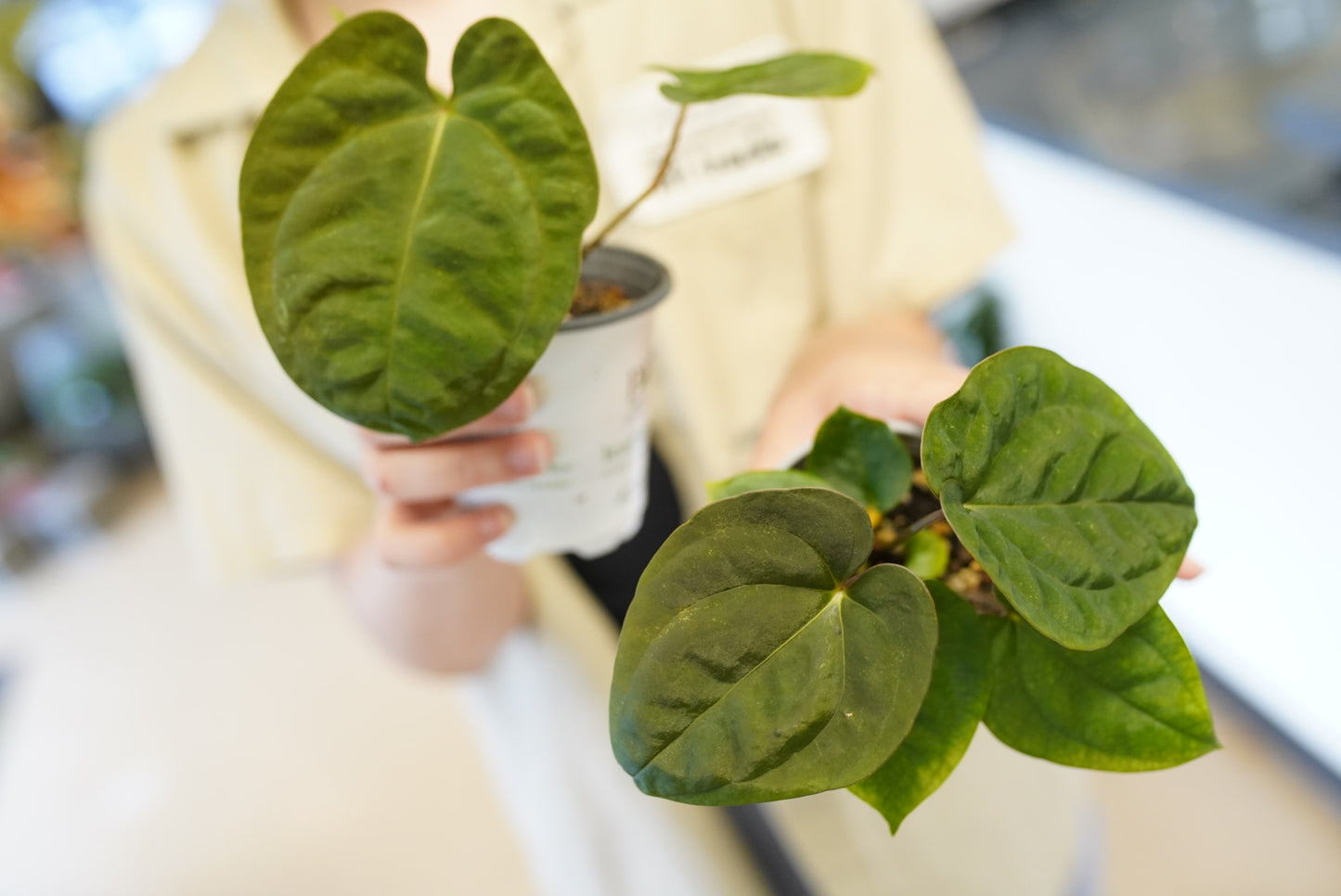 Anthurium Papillilaminum X Dressleri