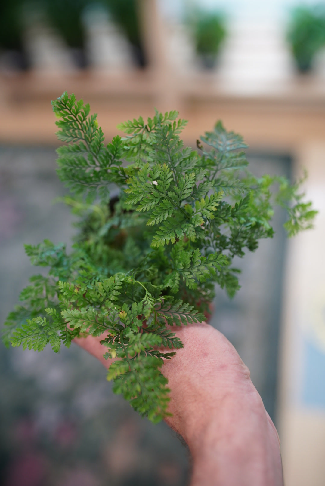 Davallia Tyermannii