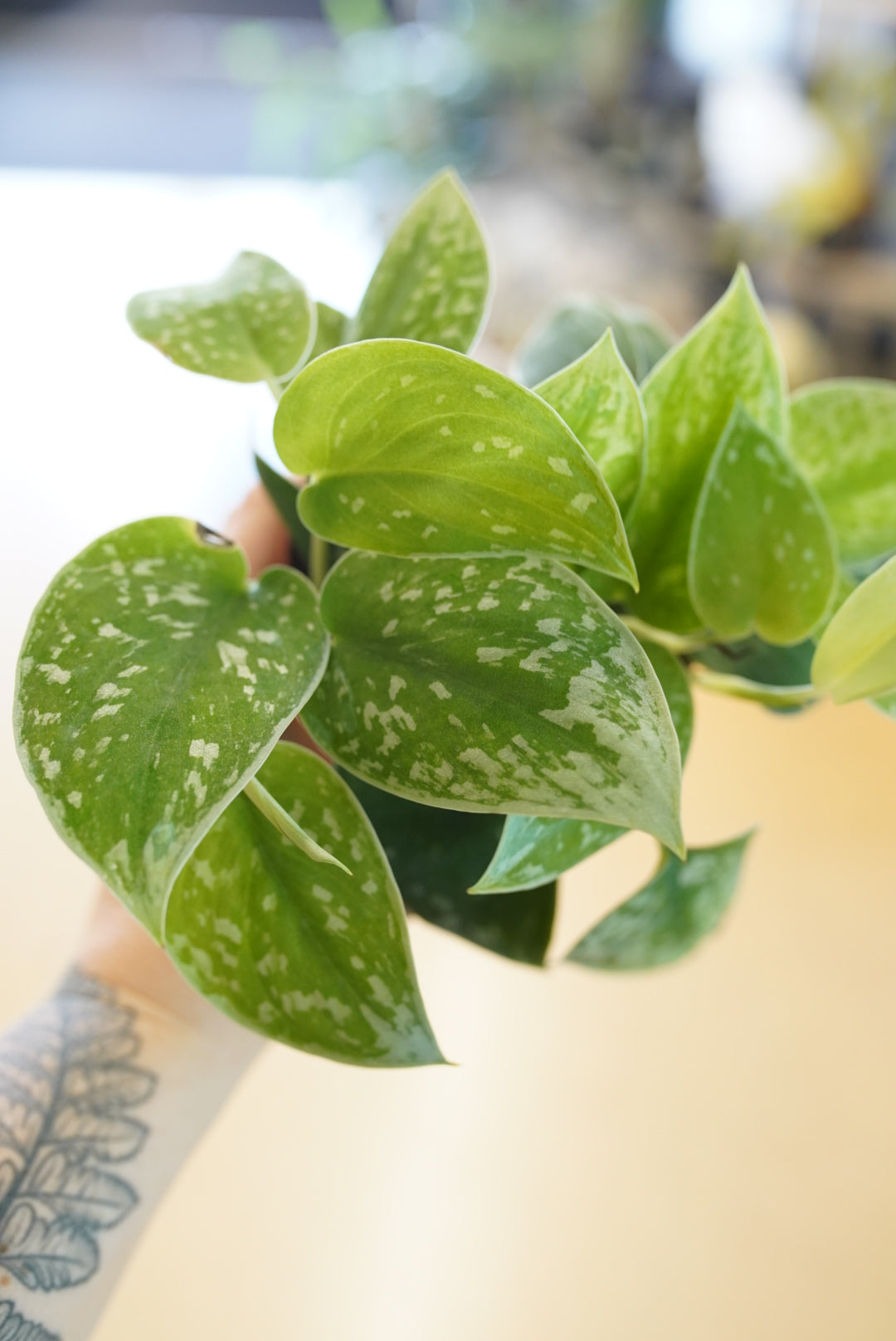 Scindapsus pictus ‘Silvery Ann'