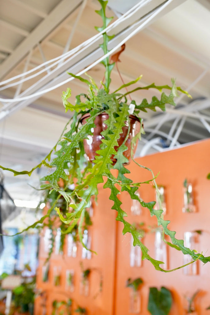 Ric Rac Cactus