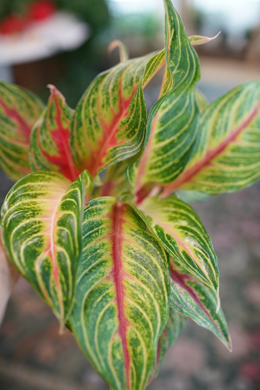 Aglaonema 'Siam Violet' (Ruby Rock)