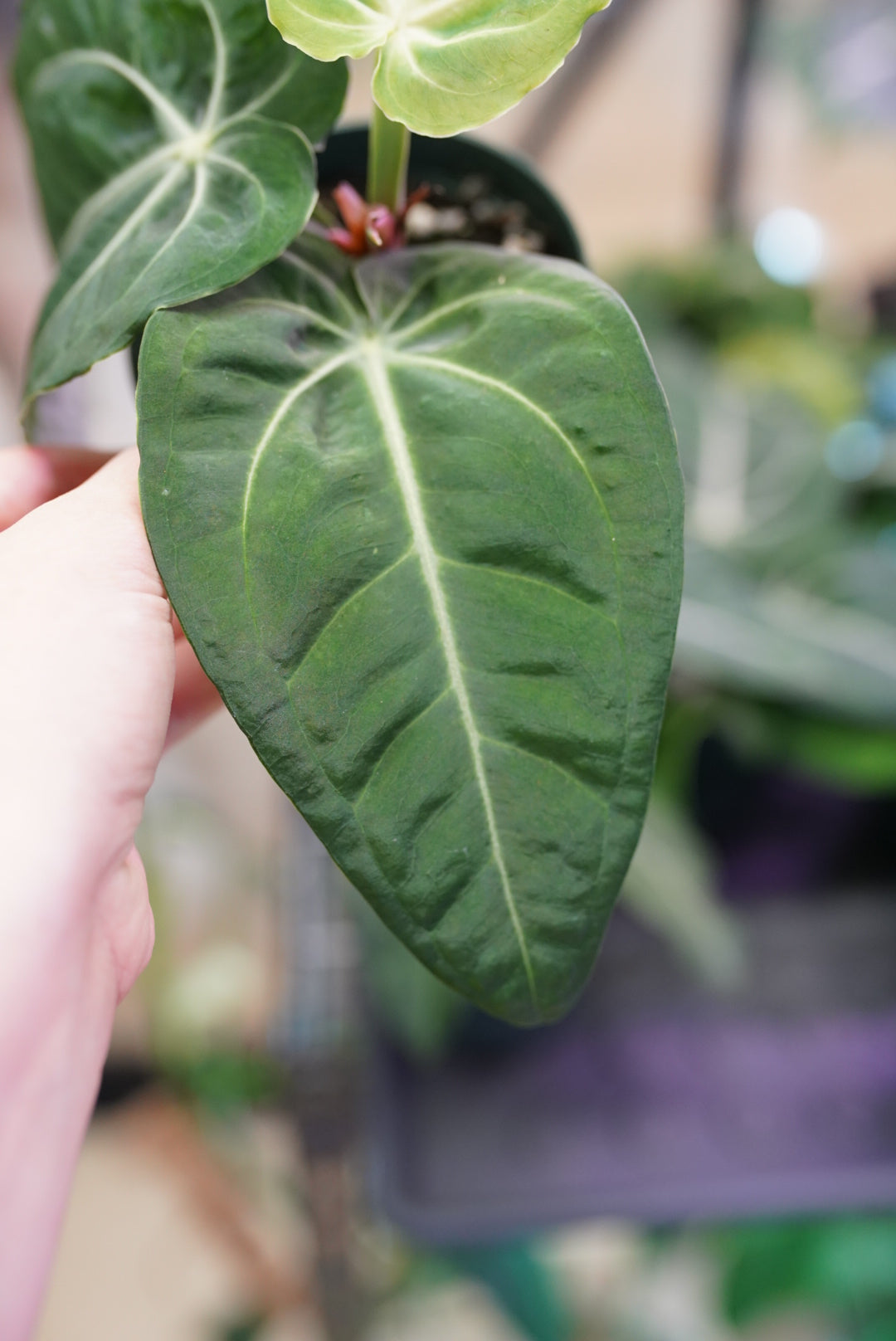 Anthurium Villenaorum croat.