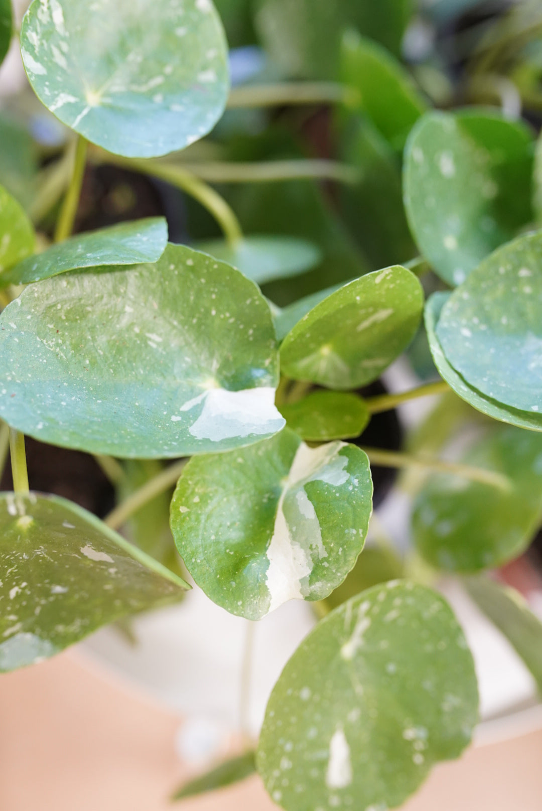 Pilea Peperomioides 'White Splash'