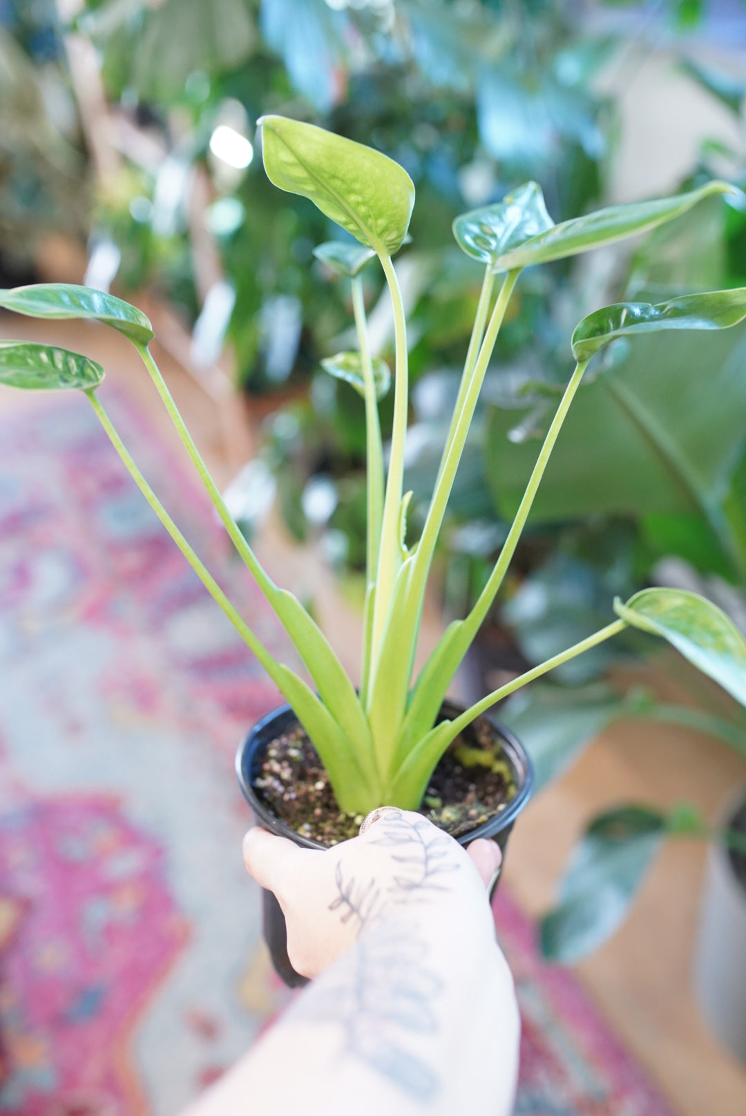 Alocasia Tiny Dancer