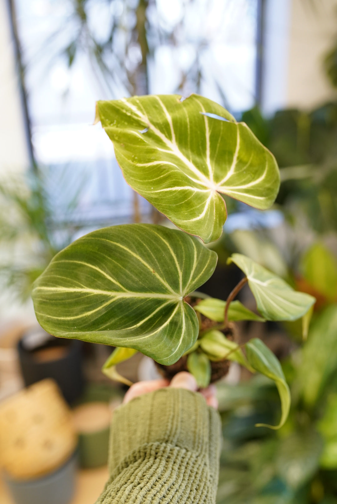 Philodendron Gloriosum