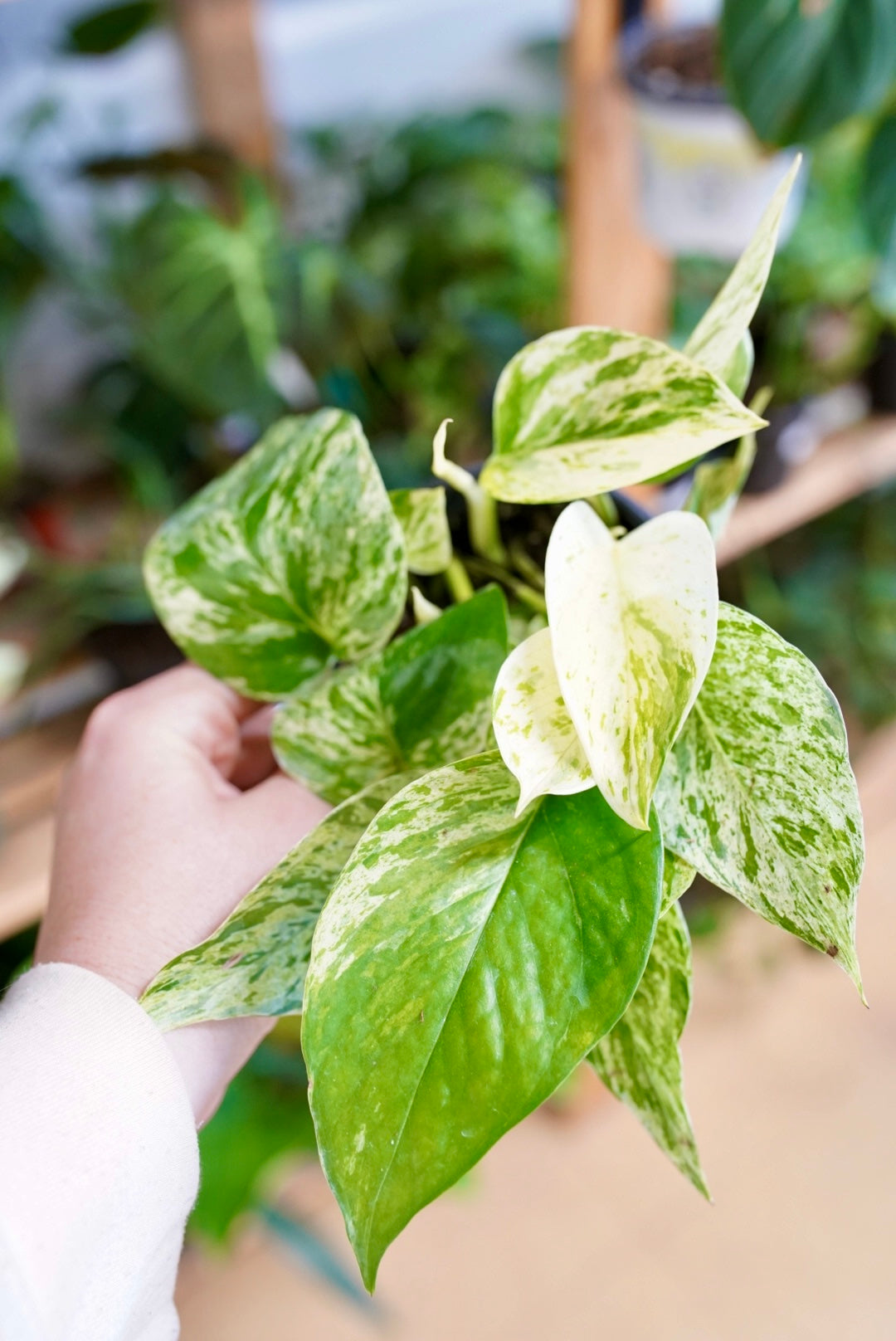Snow Queen Pothos