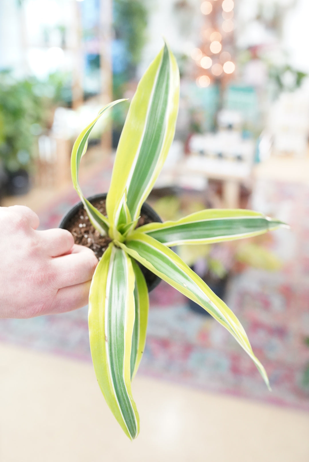 Dracaena Warneckii 'lemon lime'