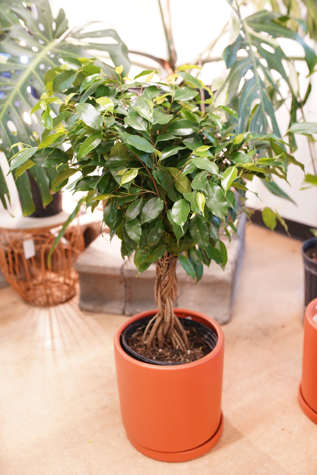 Ficus benjamina
