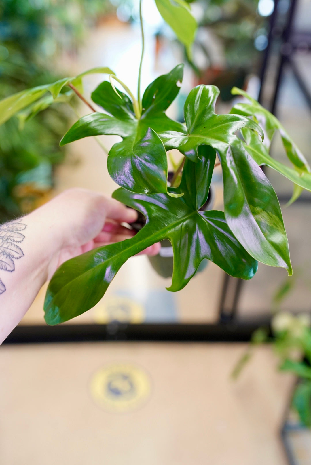 Philodendron Florida Green