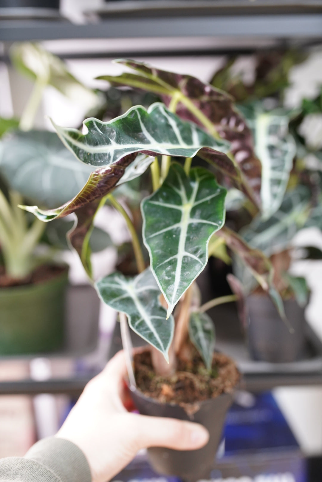 Alocasia Polly