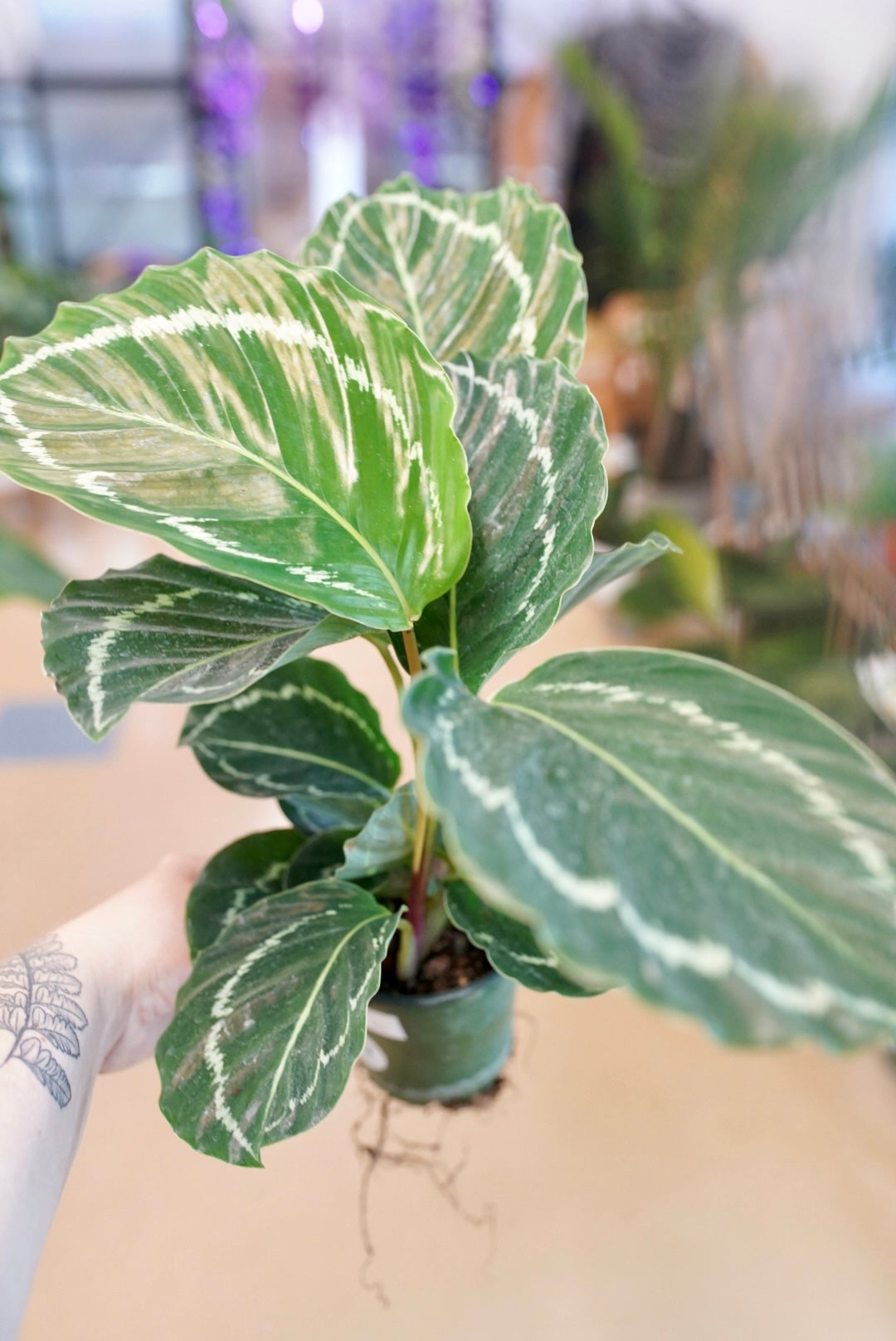 Calathea Green Lipstick
