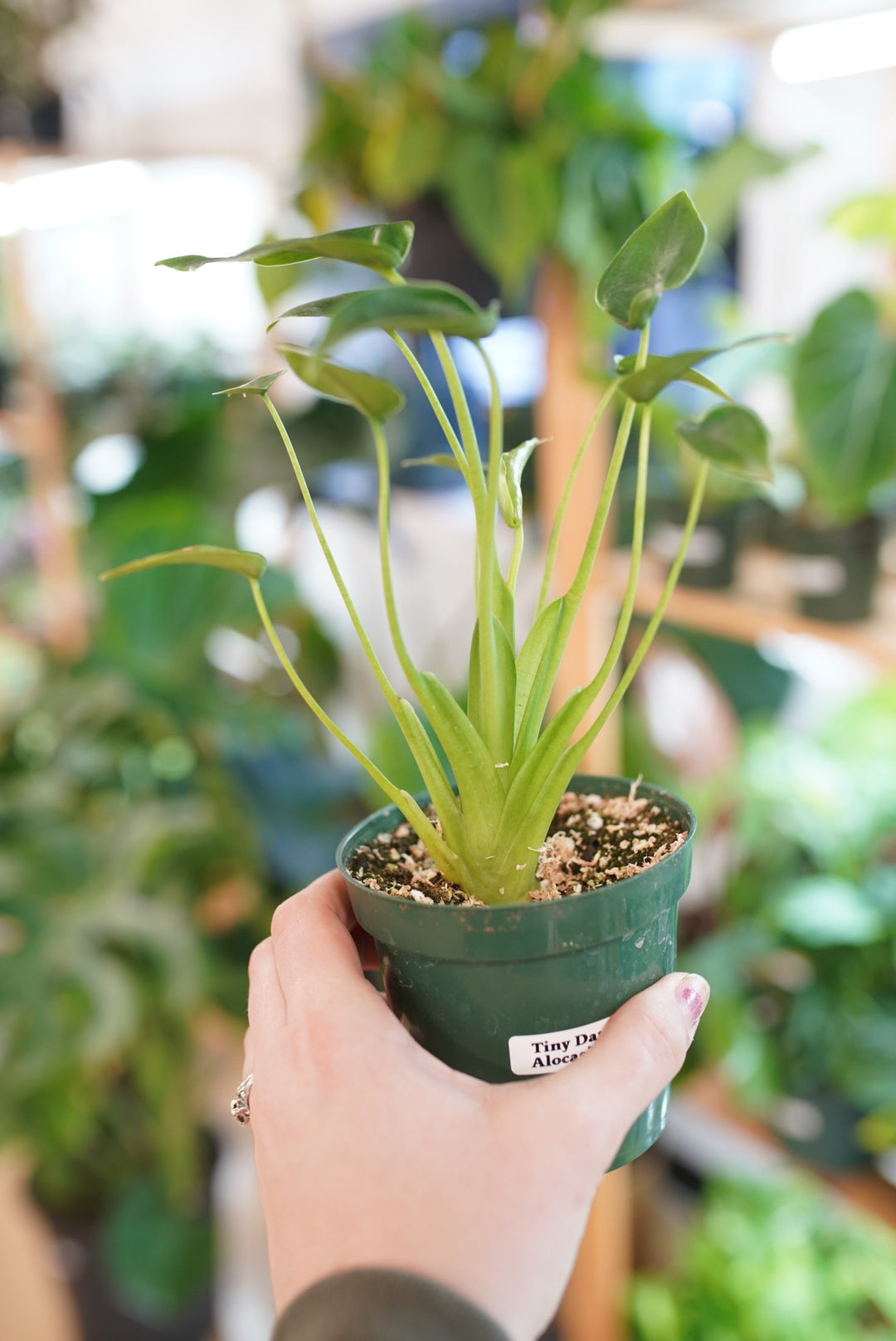 Alocasia Tiny Dancer