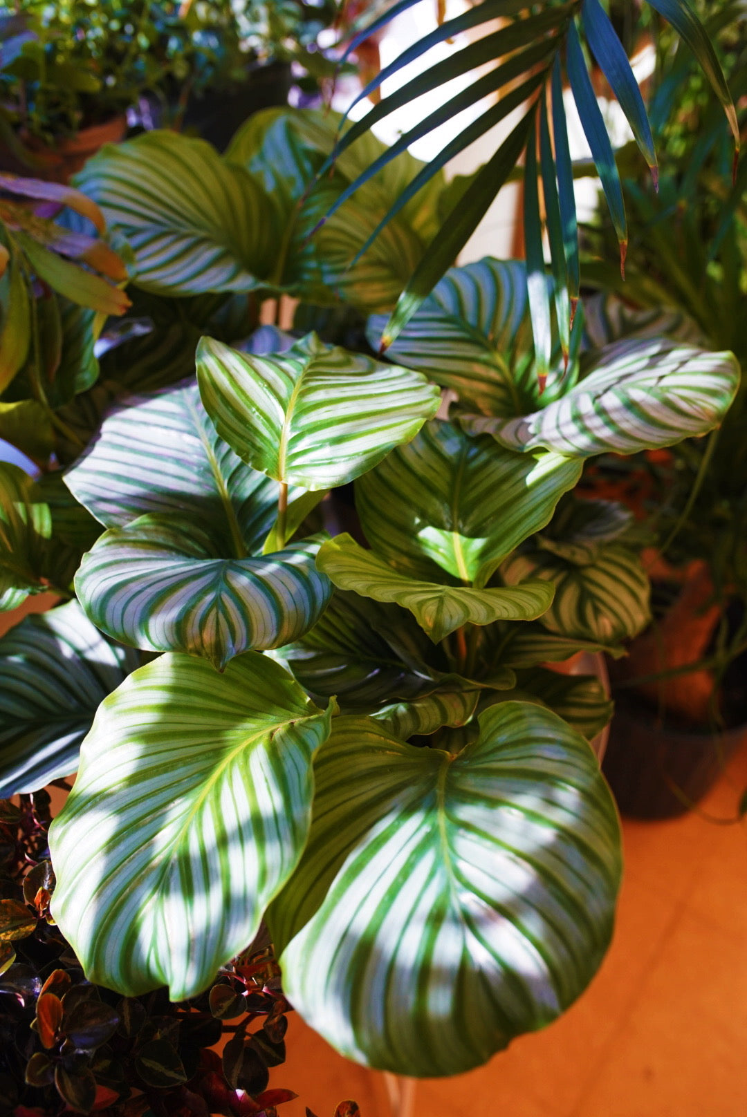 Calathea Orbifolia
