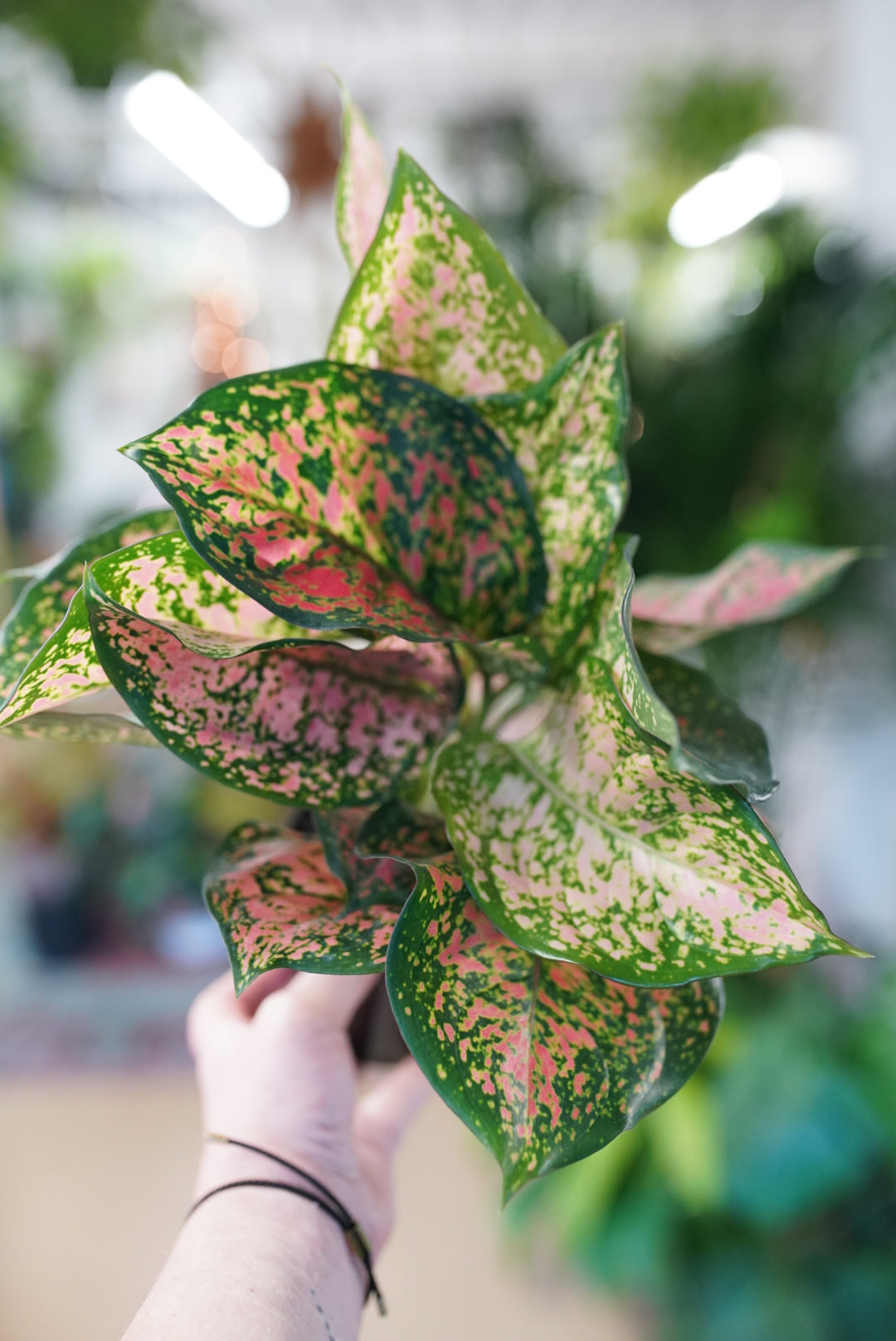 Aglaonema Red Valentine