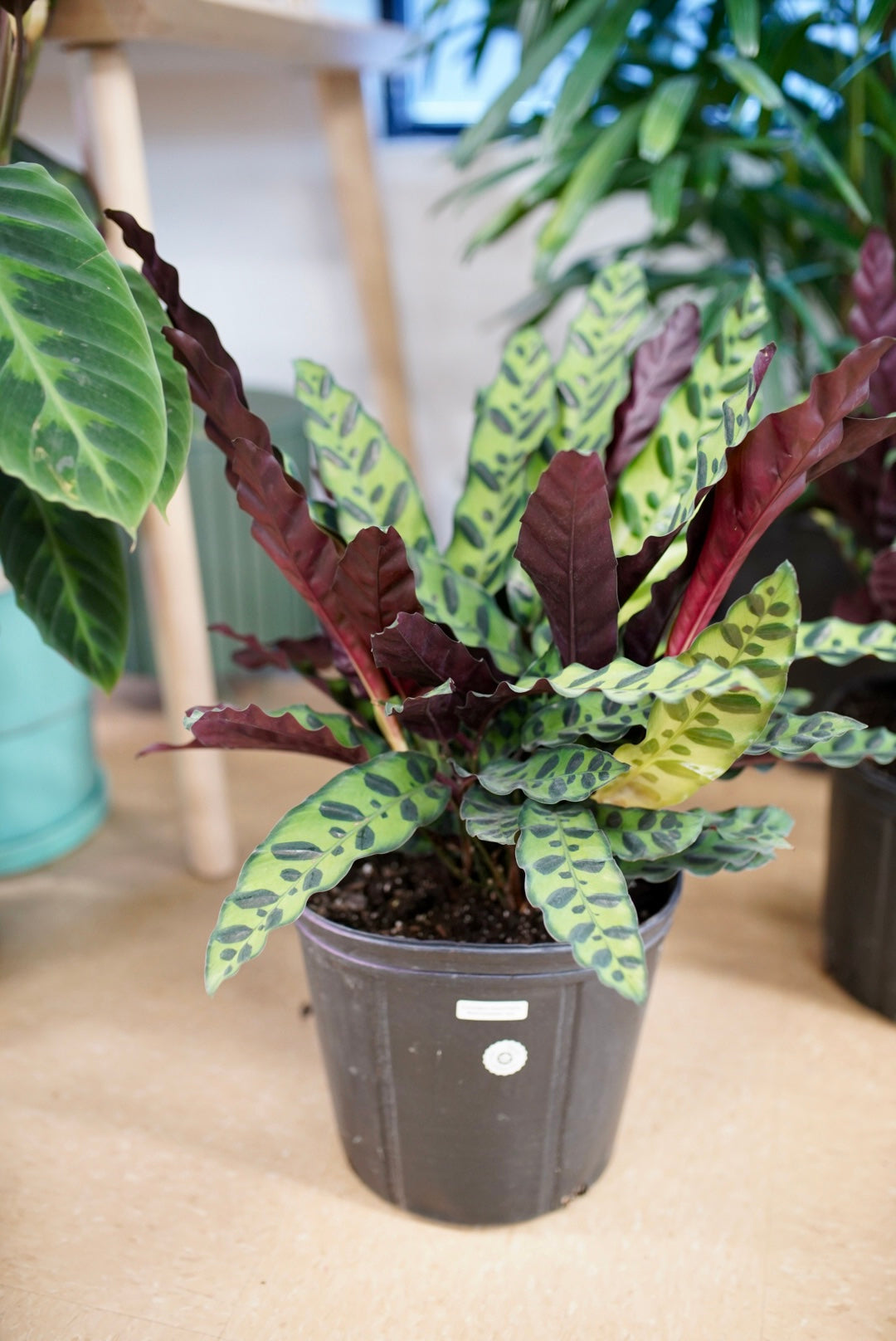 Calathea Lancifolia (Rattlesnake)