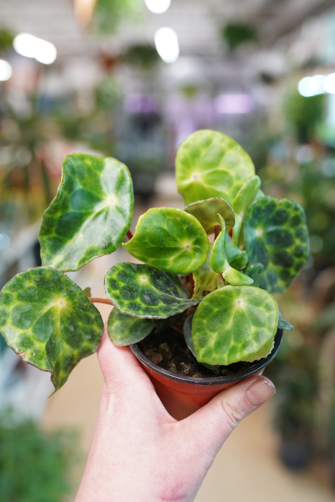 Begonia Kingiana
