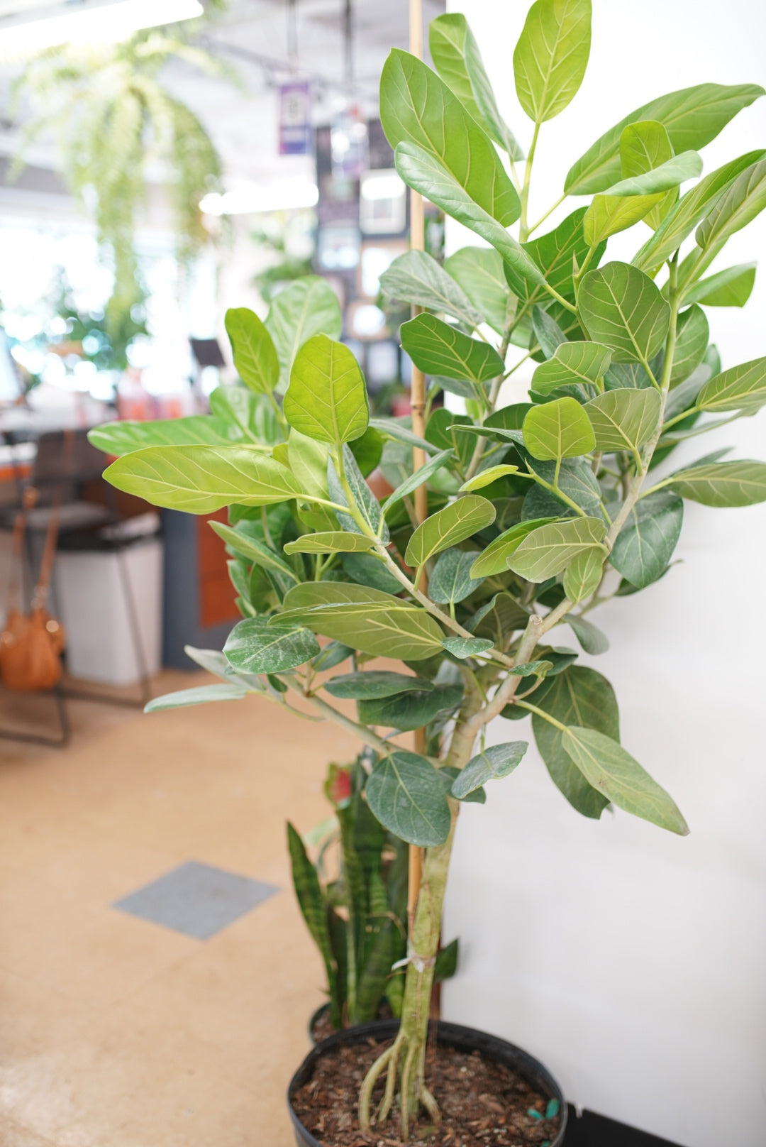 ficus audrey buy Ficus elastica 'Audrey'