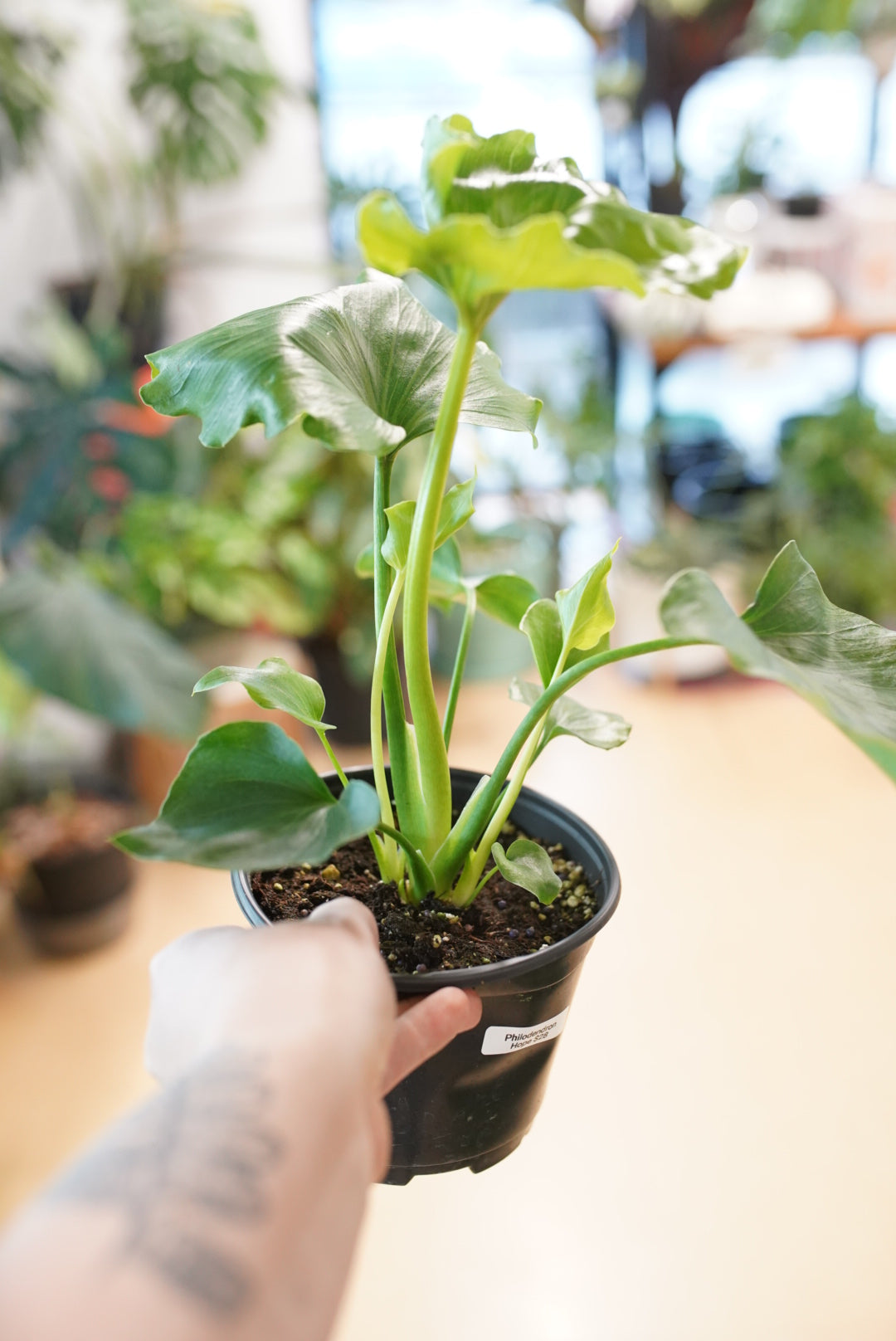 Philodendron Selloum Hope
