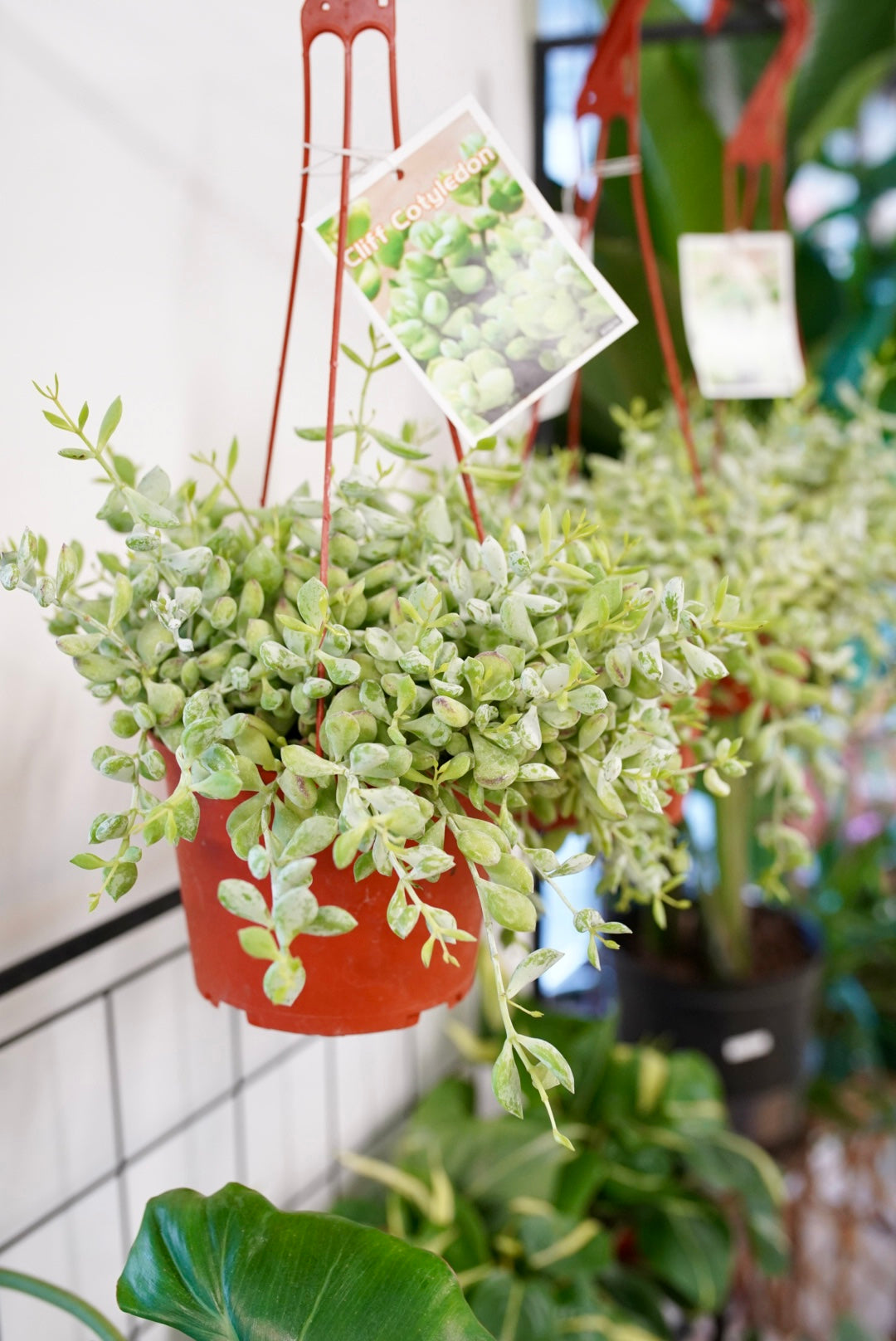 Cotyledon Pendens - Trailing Cliff