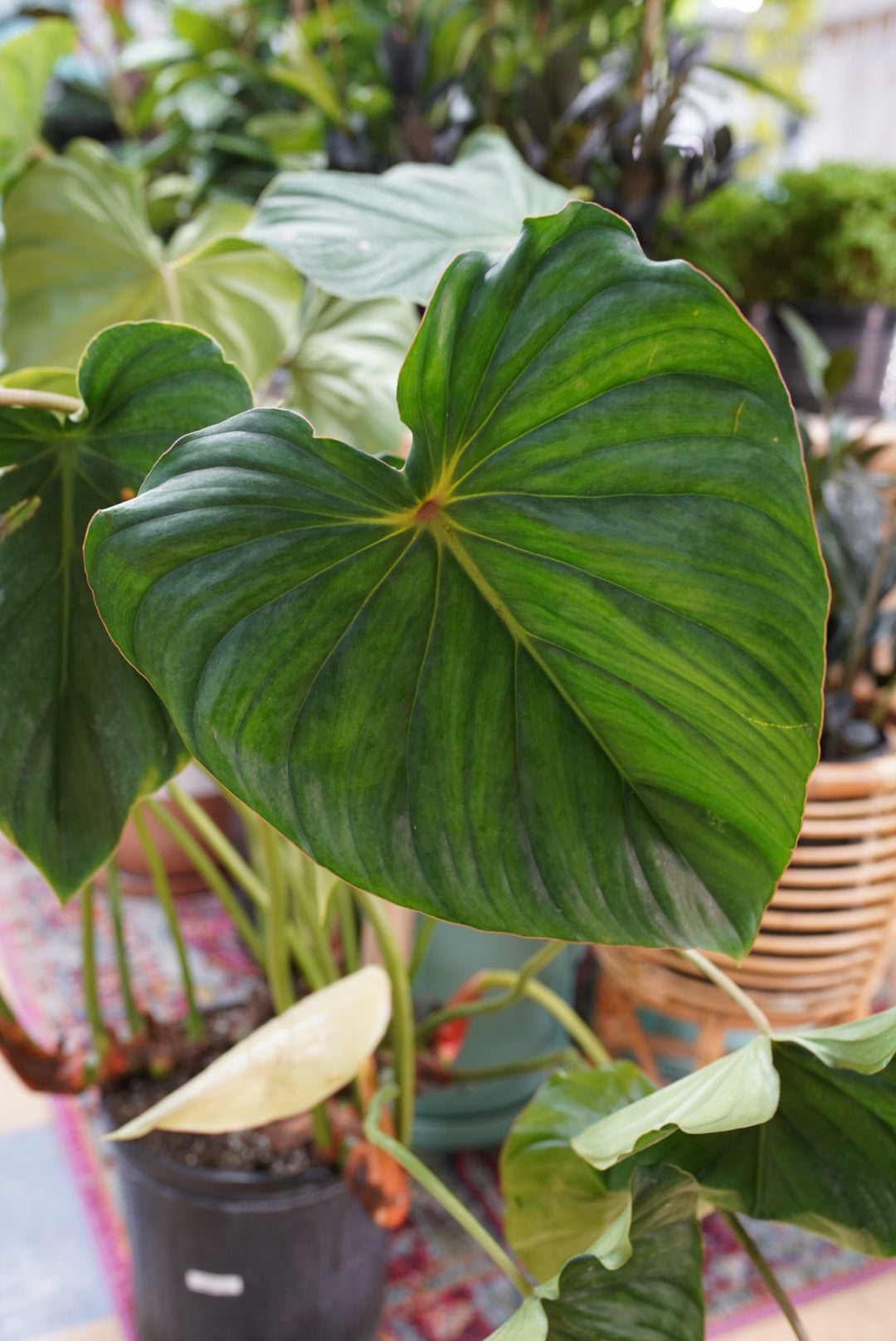 Philodendron Plowmanii