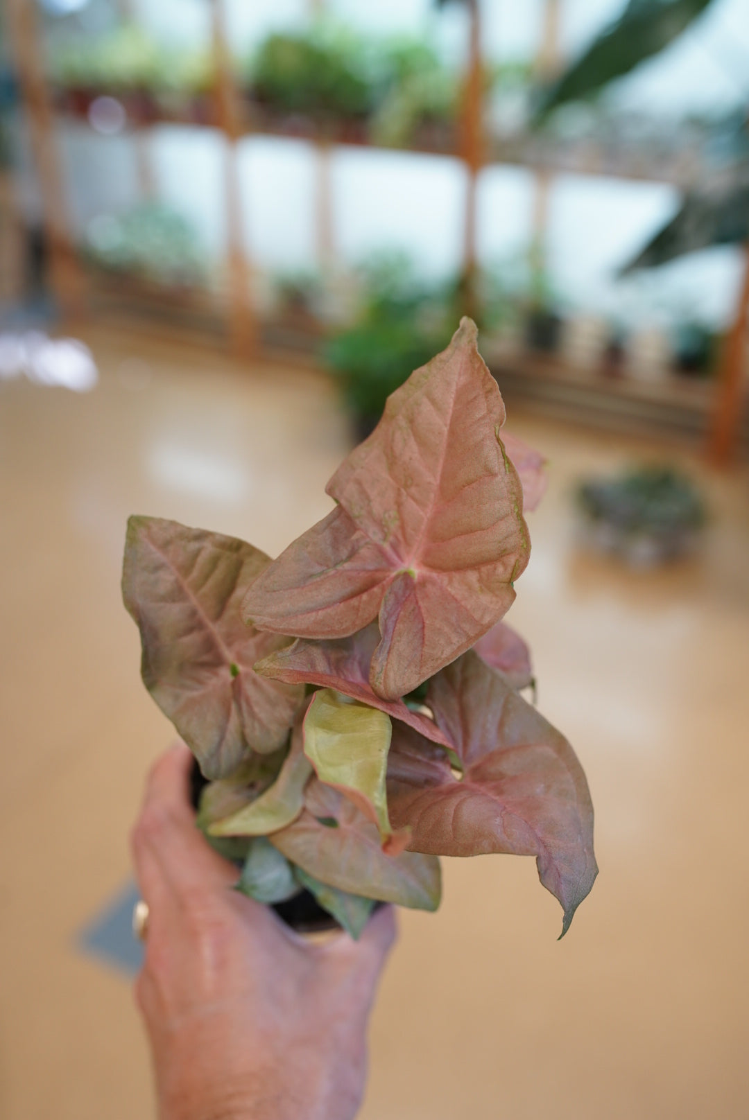 Syngonium Neon Robusta