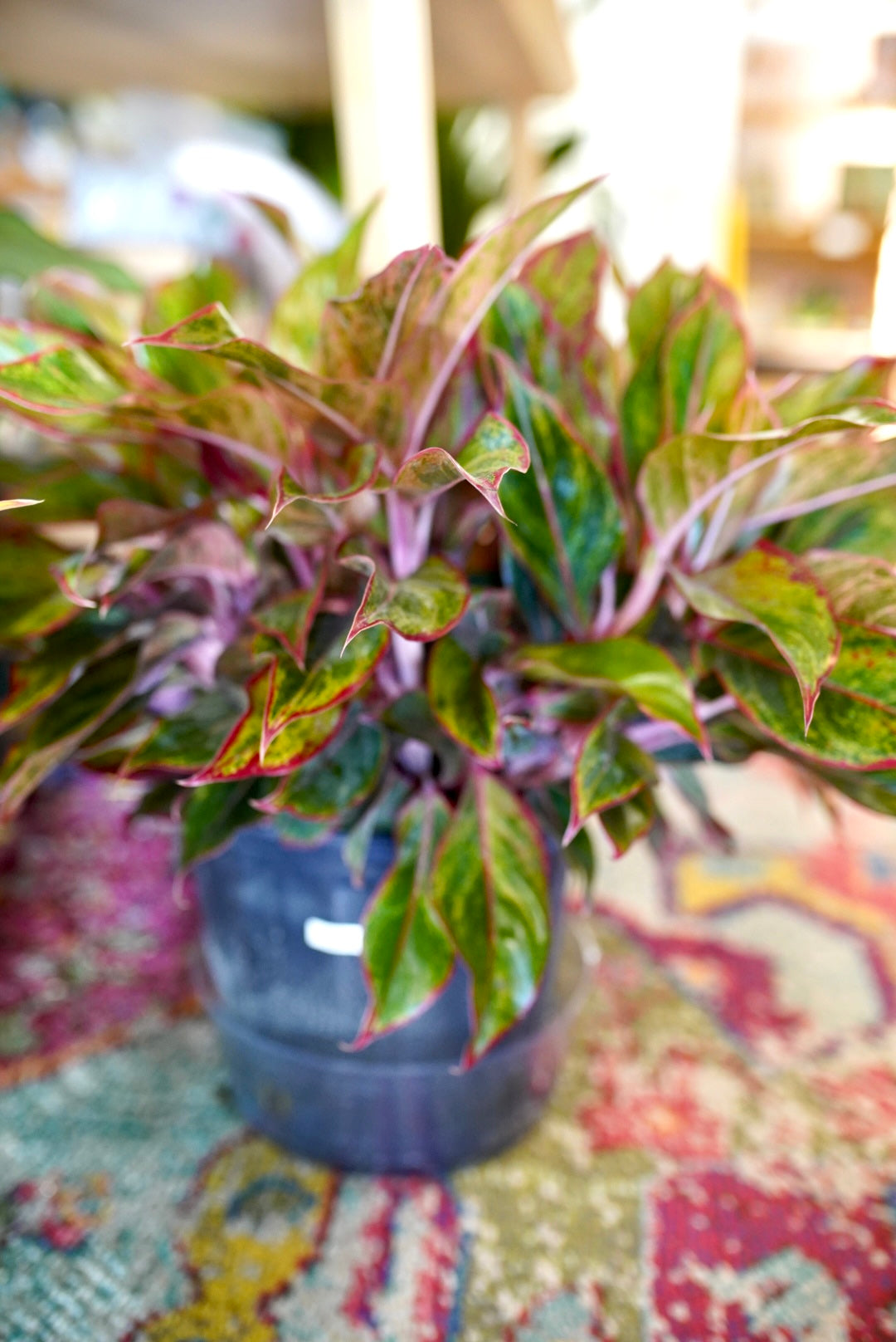 Aglaonema Siam (Red) | Chinese Evergreen