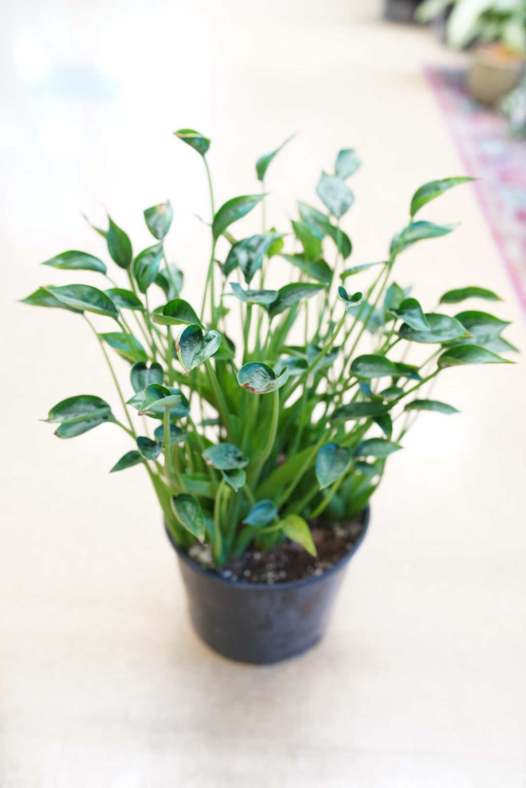 Alocasia Tiny Dancer